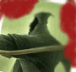 -2.gif