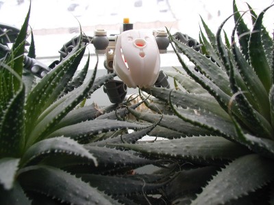PIC00006.JPG