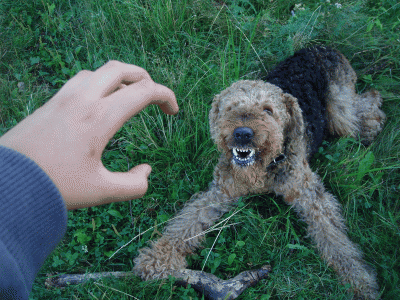 4.gif