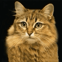 .gif